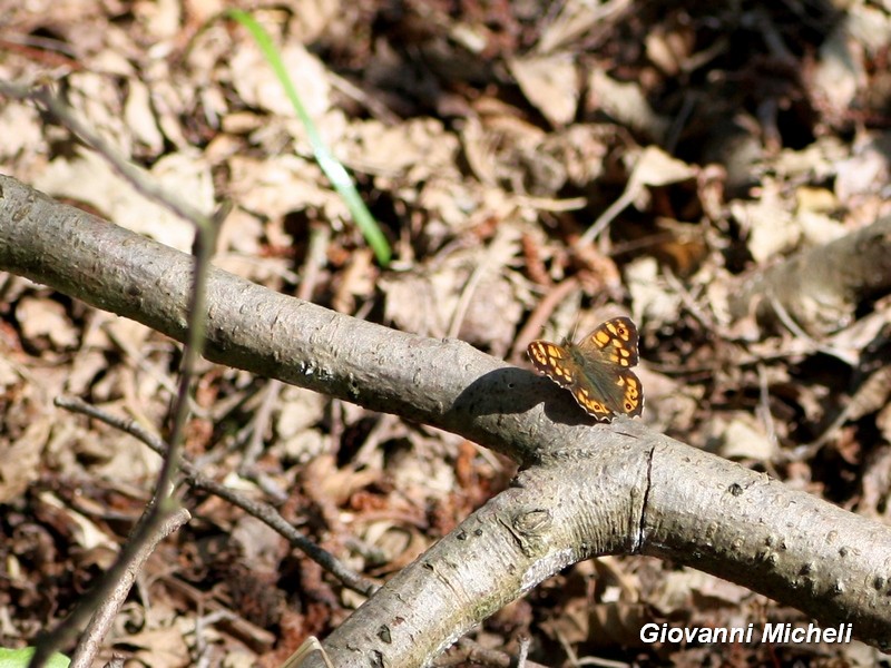 Parco del Ticino: 26.3.16